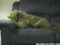 Pies zazdrosny o własną kość