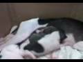 videos de Filhotes
