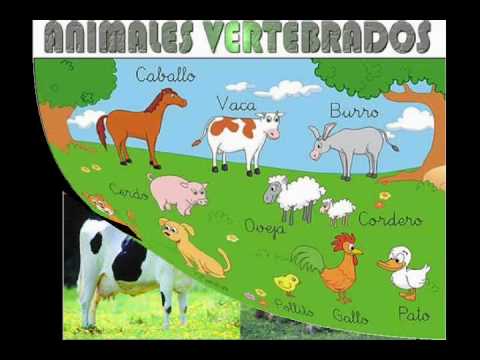 Reproduccion Animales Invertebrados Y Vertebrados