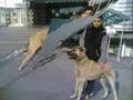 Real Kangal TaYFuN