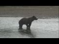 Alaska Brown Bear Charging 28 Yards.