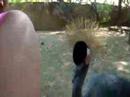Crane at the zoo shows interest in little girls arm thru the glass.