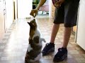 Really Fat Hungry Cat Eating
