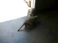 videos de Meerkats
