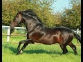 Legado, 1991 Black Bay P. R.E. Andalusian Stallion