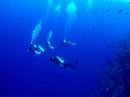 ?????????????????????Palau Naporeon-fish Bluecorner divng ?????????????????????Palau Naporeon-fish Bluecorner divng