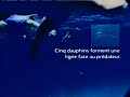 bahamas shark possible attack  or encounter  on a woman