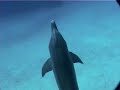 bahamas shark possible attack  or encounter  on a woman