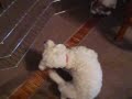11/13/2008  Oliver & Jack Playin\