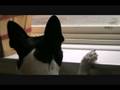 Terry Riley Terrier