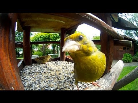 YouTube reptile video