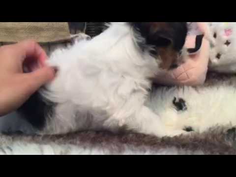 SO CUTE AND PLAYFUL MORKIE PUPPY!