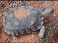 Petroglyphs and Tortoise Preserves In Utah