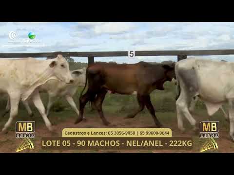 533� LEIL�O VIRTUAL MB LEIL�ES