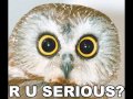 o rly? Ya rly !