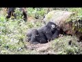 Gorilla Tracking Oruzogo Group, Bwindi ...