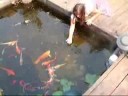 Feeding Koi Feeding Koi