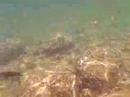 OLYPUS 1030SW TRIAL VIDEO IN SEA