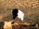 Fish Eagle Feast