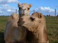 ラクダ動画
