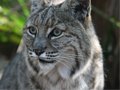 BOBCAT HIT BY CAR! - Big Cat TV