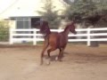 videos de Achantae