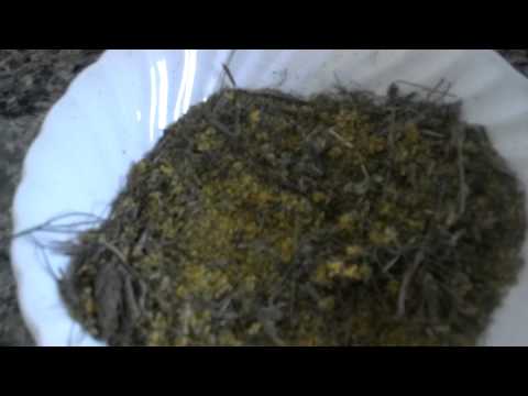 how to harvest fennel pollen