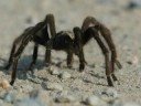 Fear of the spiders Fear of the spiders