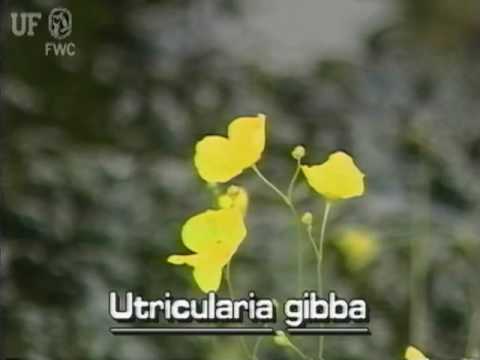 how to grow utricularia