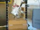 mina on a treadmill mina on a treadmill