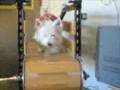 mina-on-a-treadmill