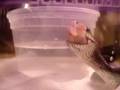 Black Rat Snake Feeding (Pantherophis Obsoleta Obsoleta)