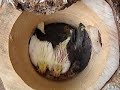 Nestje valkparkieten: de eerste 6 weken Nestje valkparkieten: de eerste 6 weken