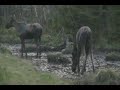 Moose in New Hampshire Moose in New Hampshire