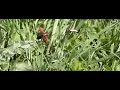 Beetle takeoff and landing in grass, highspeed camera