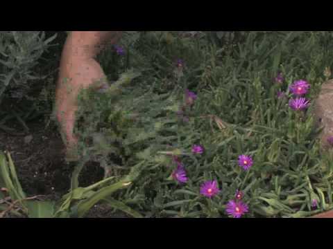 how to plant ice plant