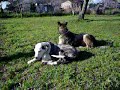 Panda! (Cruza Dogo Argentino y Doberman)