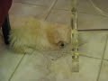 Puppy and the Glass Table Puppy and the Glass Table