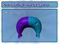 Lac Operon