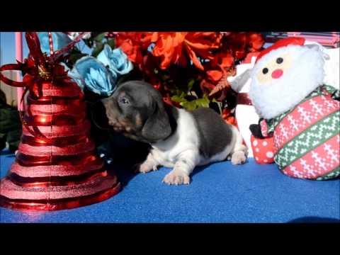 Skye AKC Female Blue Tan Piebald Miniature Dachshund Puppy for sale