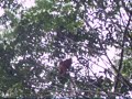Mother & Baby Orang Utan Mother & Baby Orang Utan