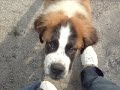 BRUNO MY ST BERNARD PUPPY TO GIANT DOG (SO CUTE)