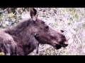 North American Moose - 3990 Hits