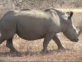The Young Ones, KrugerPark