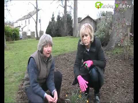 how to divide and transplant daffodils