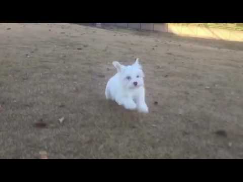 Bella Rose loves to play and give lots of kisses
