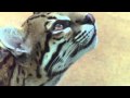 Ocelot Domingo and Bird watching - Mother ...
