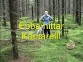 Kantarell skogen Ville 9 veckor