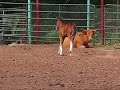 Her favorite color is chrome!