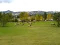 The Elks Bugling at Estes Park The Elks Bugling at Estes Park